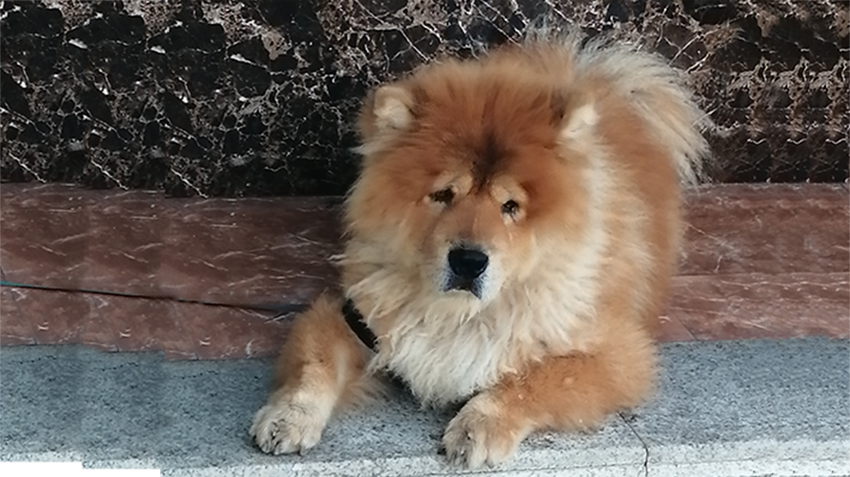 一只有智者风范的宠物狗